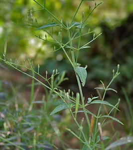 kiriyatha plant