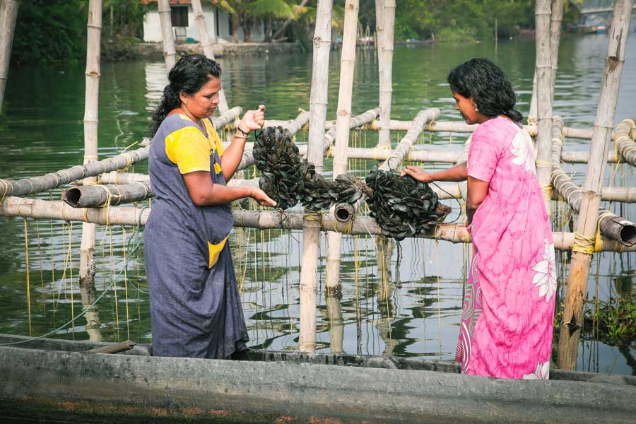 Women farmers reap bumper harvest of green mussels