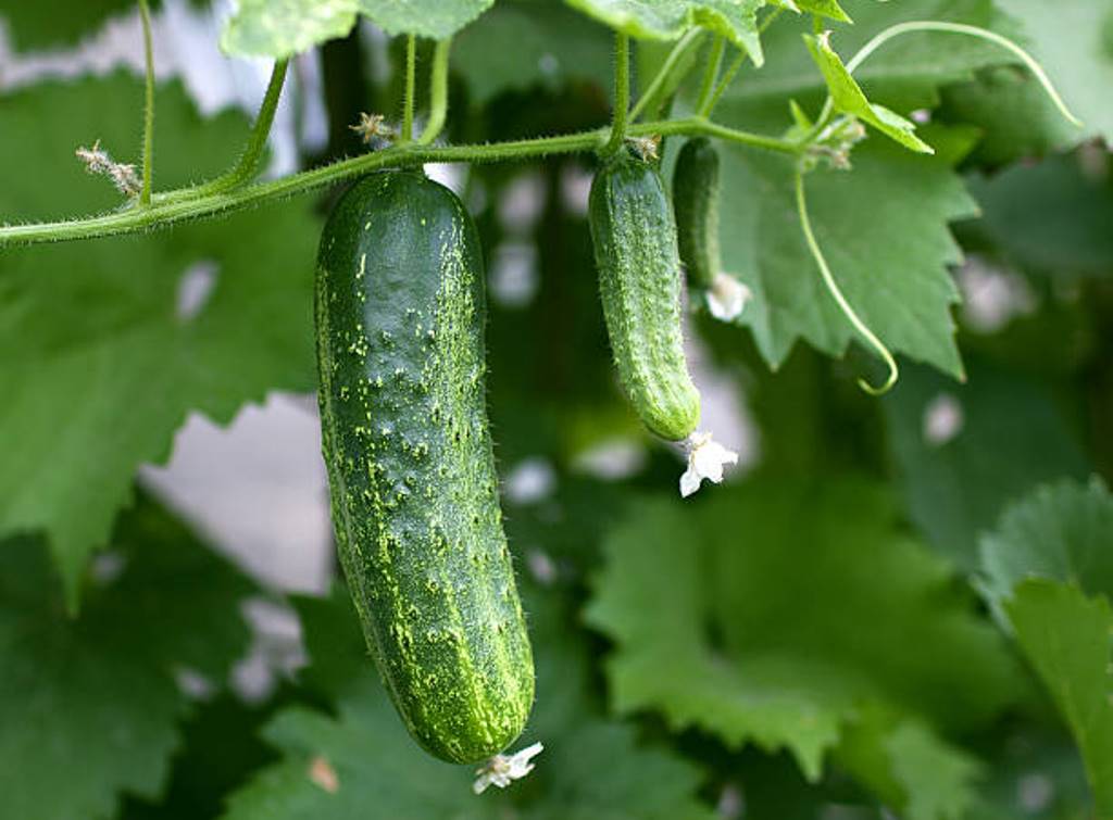 Cucumbers can be used in a variety of ways -