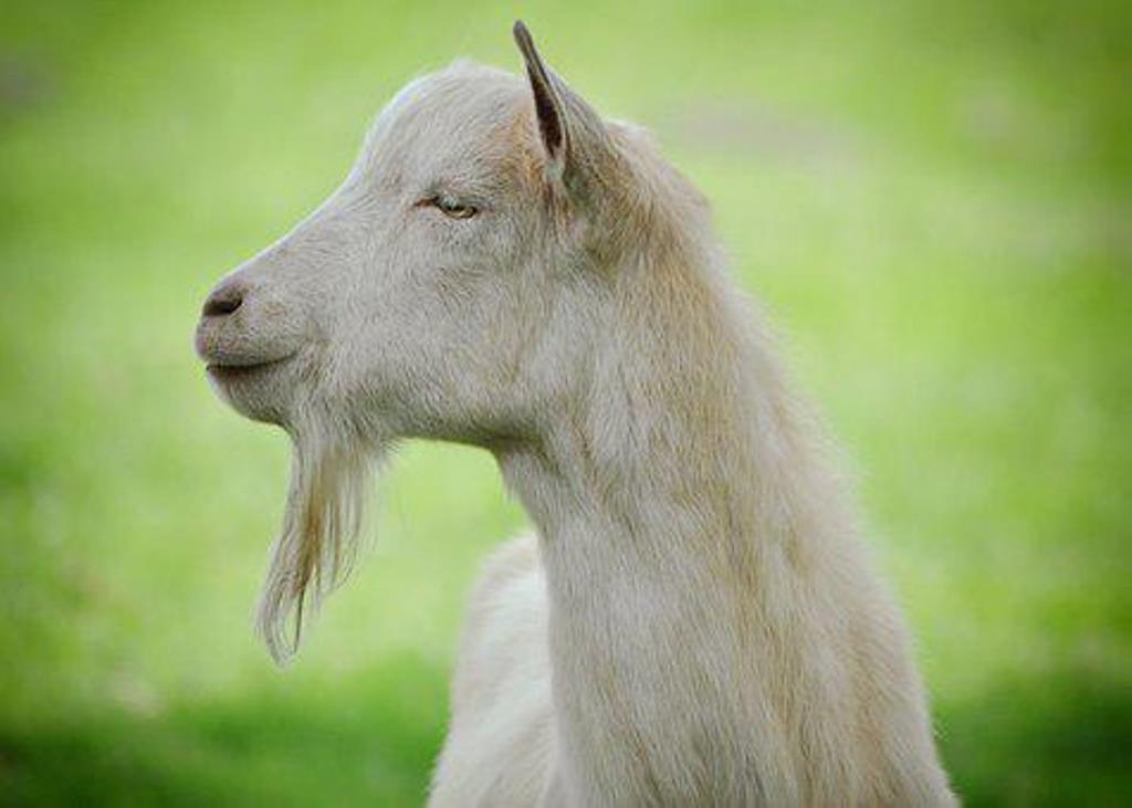 The great benefits of goat's milk