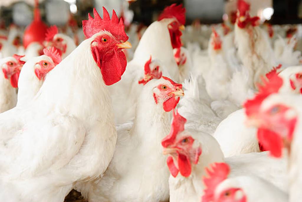 Poultry prices hike