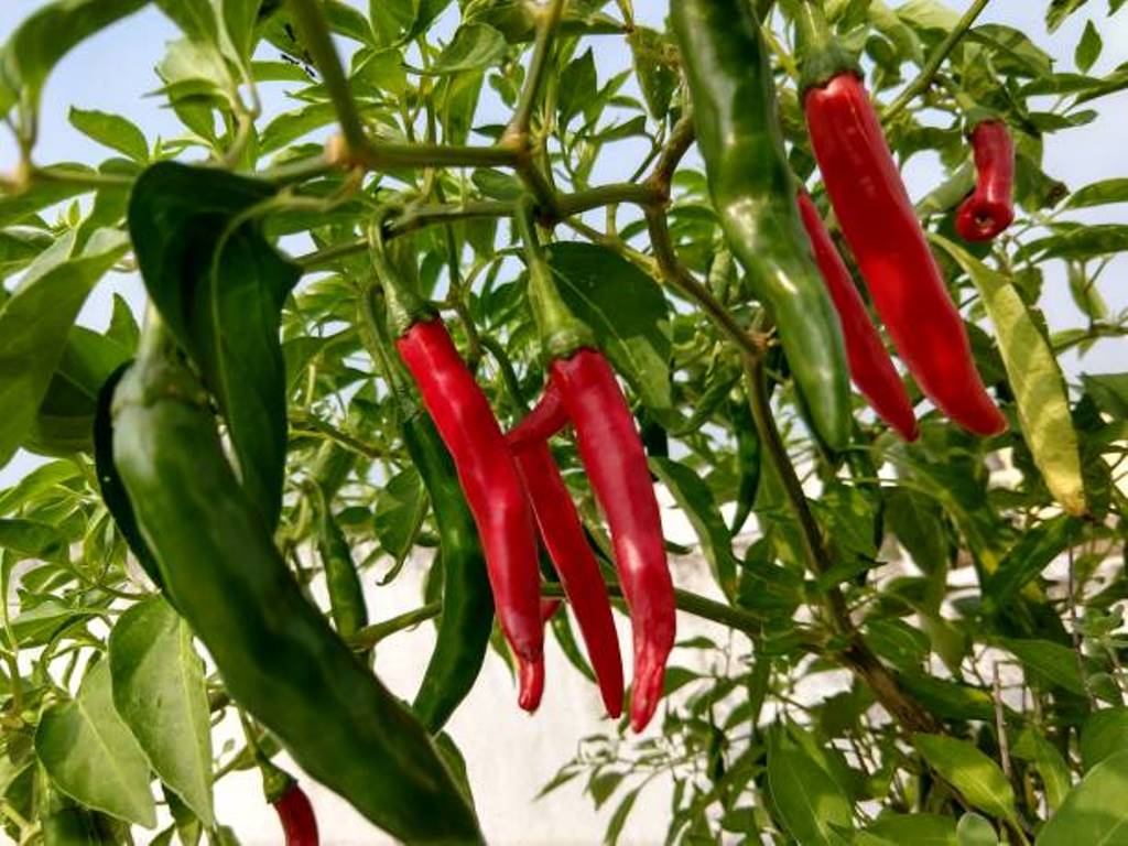 Everything you need to know when cultivating chillies