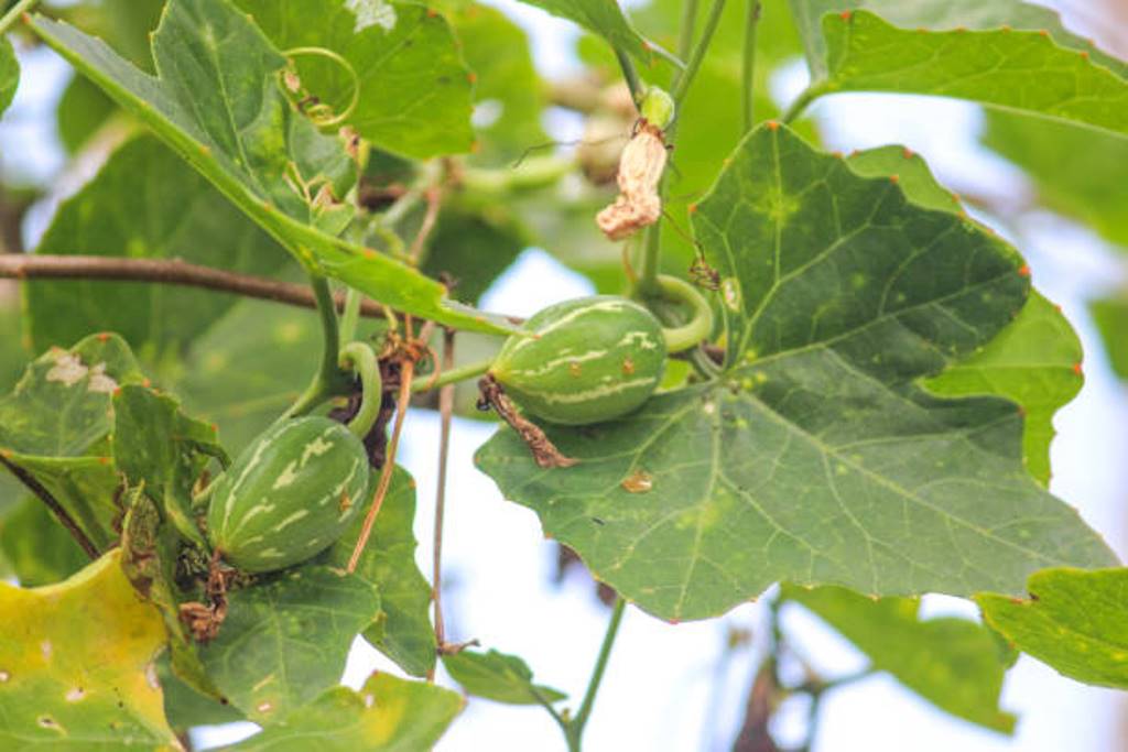 Ivy Gourd can be cultivated; What you need to know