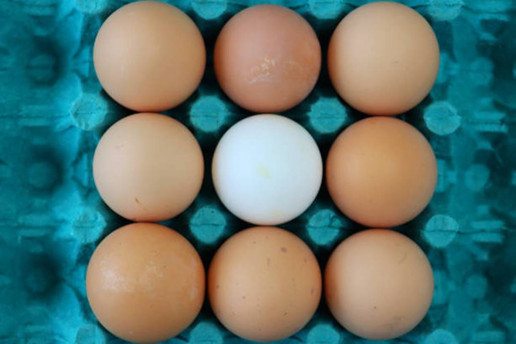 General myths about eggs