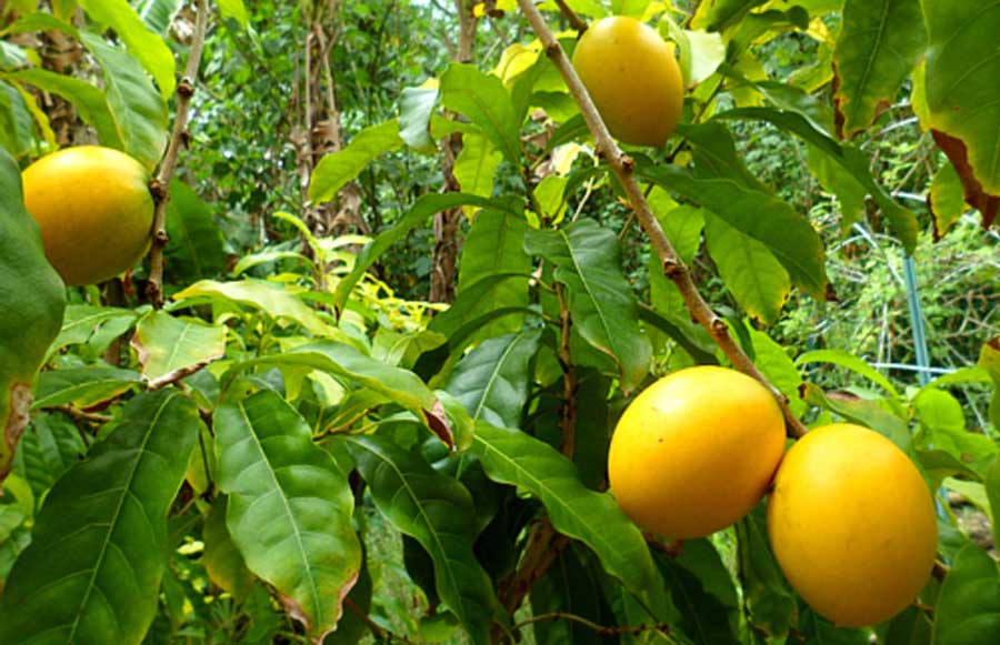 Abiu: Let's know about this Brazilian fruit