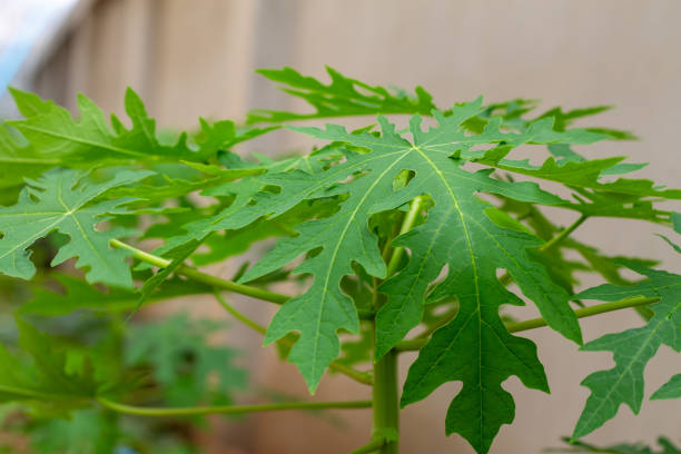 Health benefits of Papaya leaf