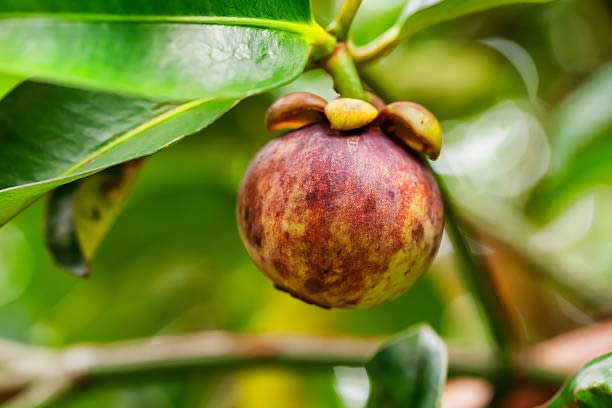 Things to know for growing Mangosteen fruit tree