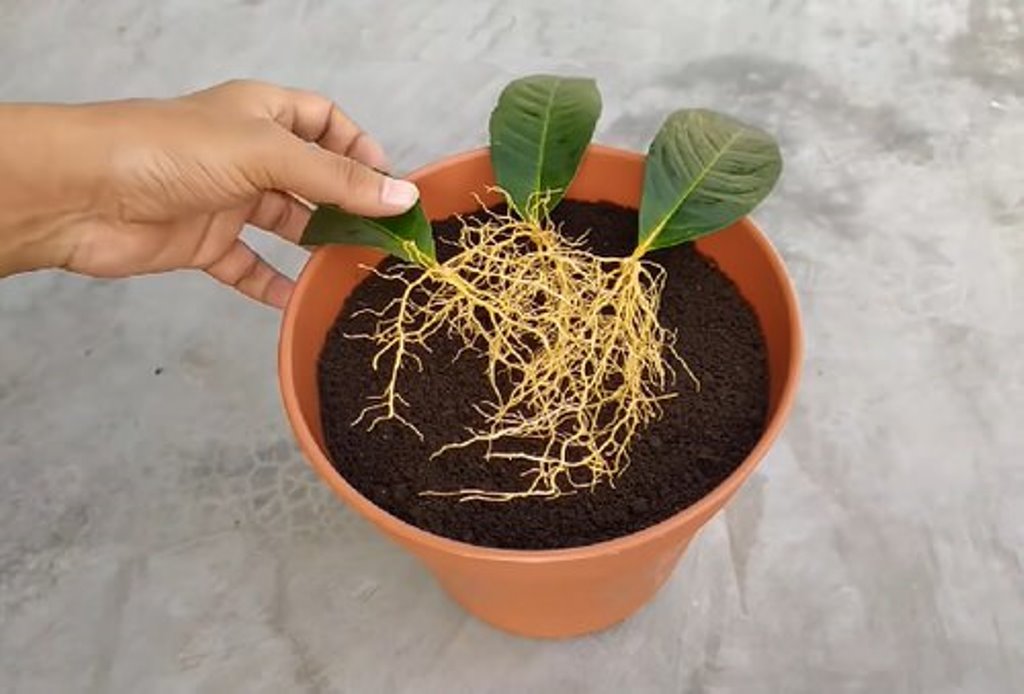 How to grow lemon trees from lemon leaves?