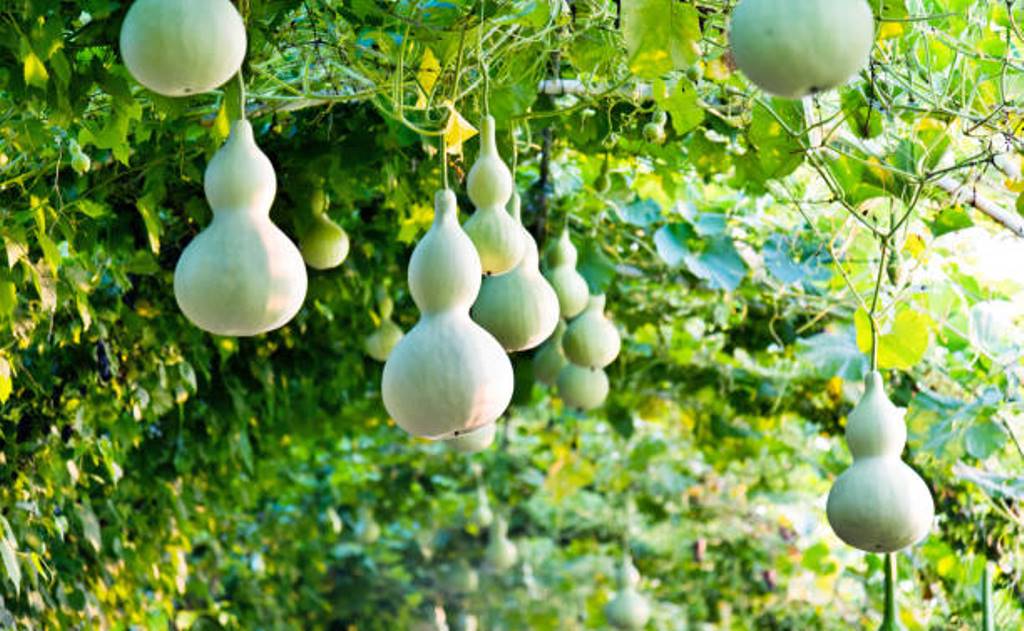 Bottle Gourd cultivation method