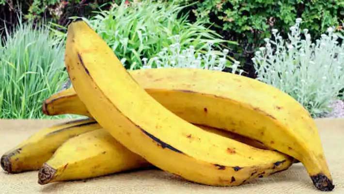 Kerala Bananas are good for diabetes and weight loss