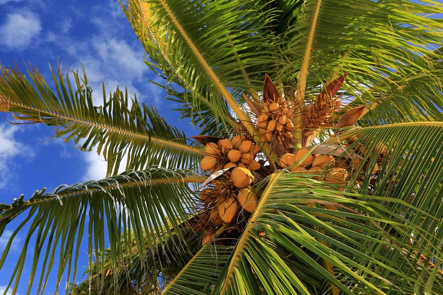 How to increase the income of coconut farmers