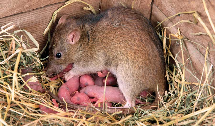 Easiest way to get rid of rats from homes and farms