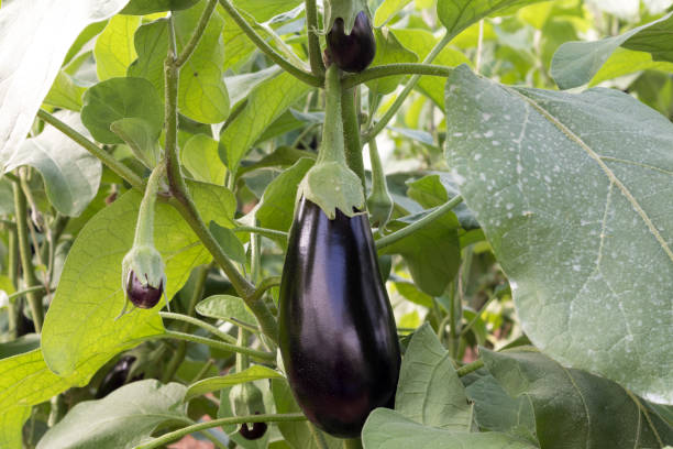 How to grow eggplant in a container