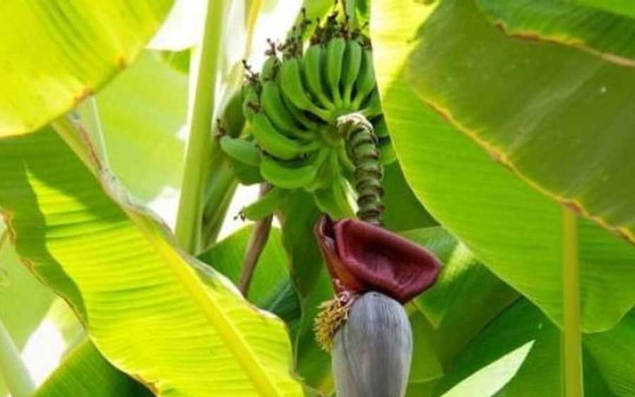For those who do not have a farm, bananas can be grown in large containers