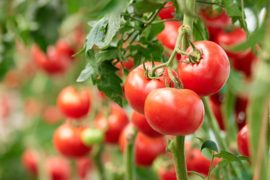 Tips for growing healthy tomatoes