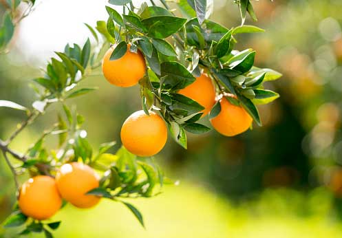 Orange can also be grown in Kerala