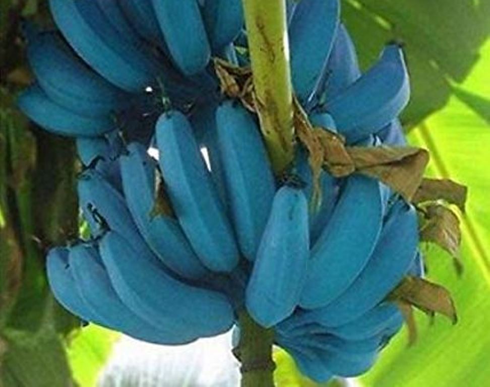 Blue Java Banana; Rare fruit with ice cream flavor