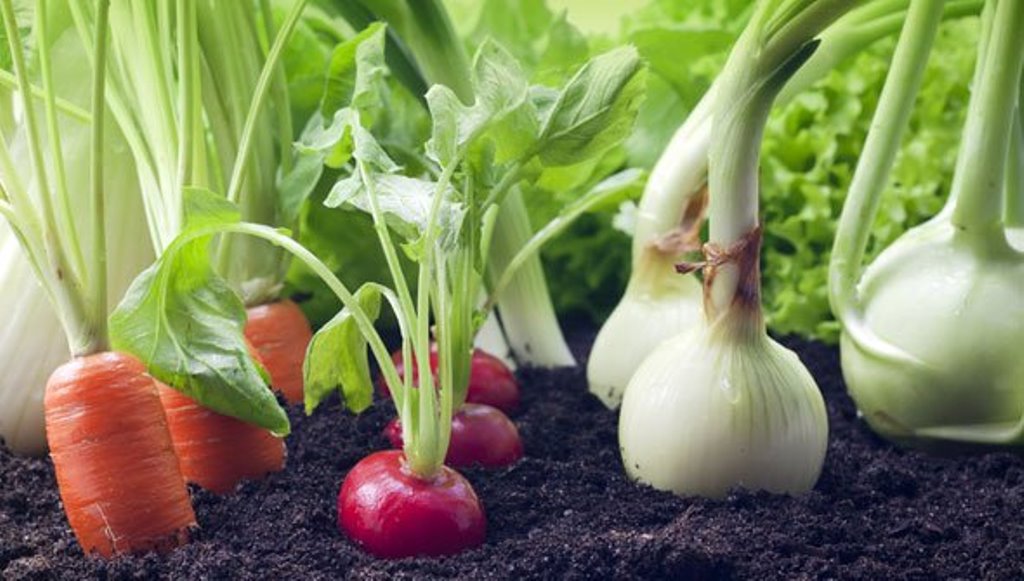 Organic vegetable farming can be started at home