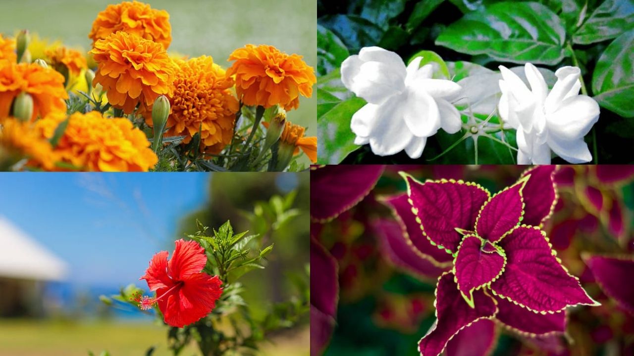 Fragrant flowers that grow well in summer