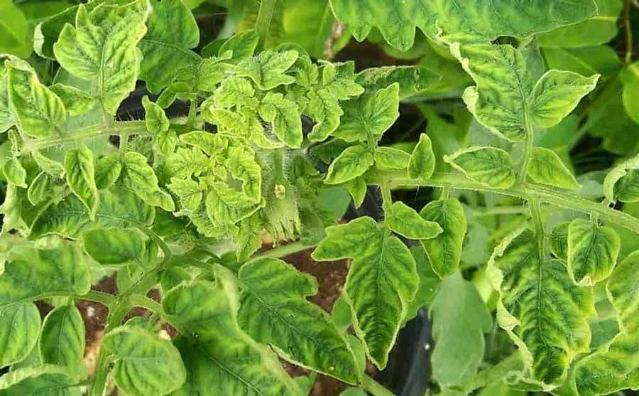 Do this technique to prevent leaf curl disease found in tomatoes