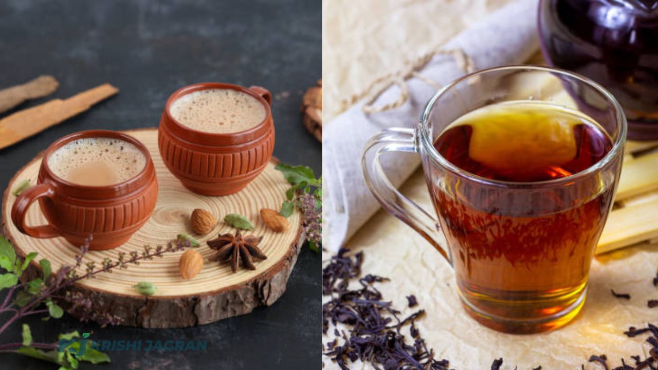 Which is better, black tea or milk tea?