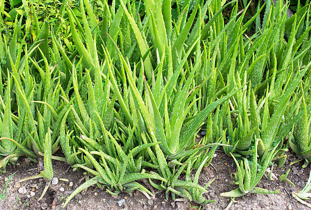 Aloevera Cultivation