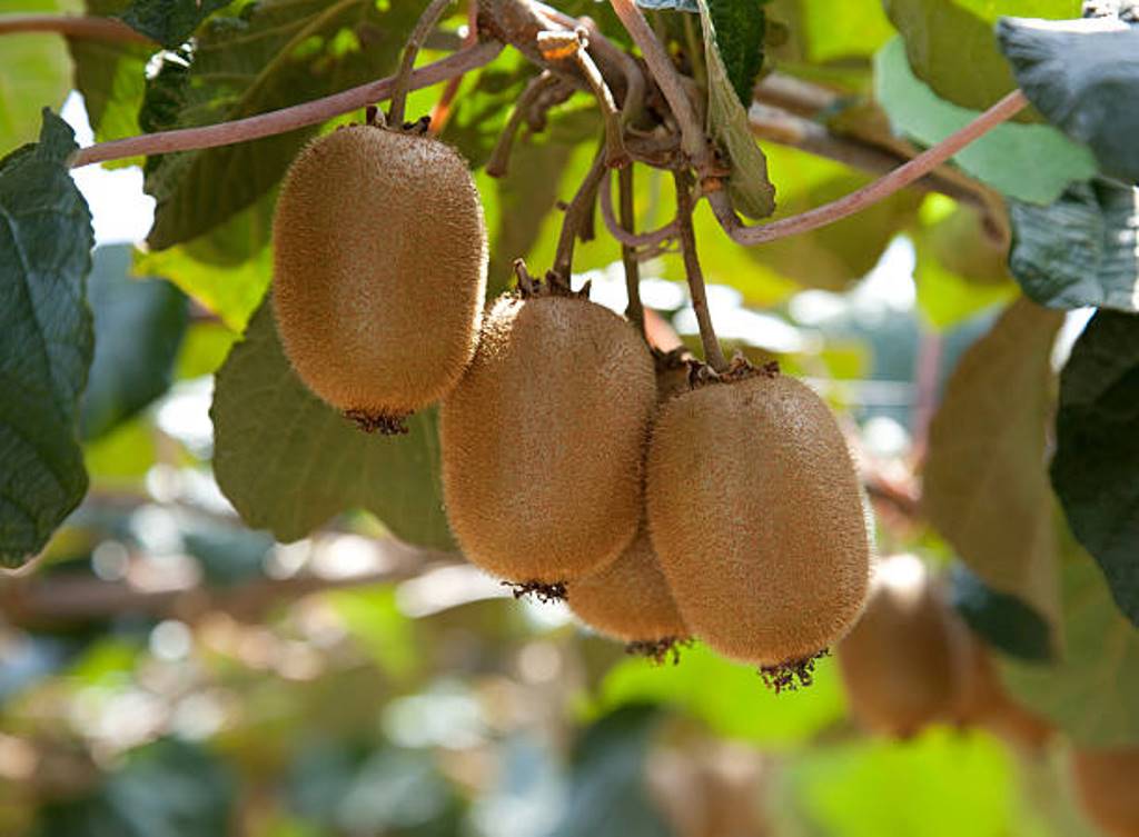 Kiwi can be grown at home; Cultivation methods