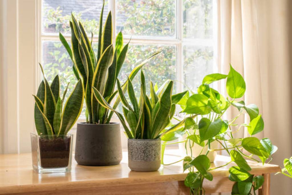 Plants that bring prosperity to the home