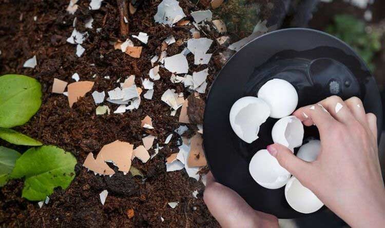 Use eggshells to keep the pests at bay in plants