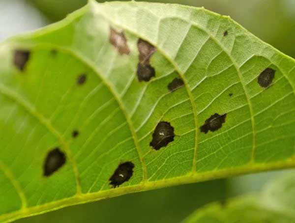 Try this to get rid of from leaf spot disease which occurs during the monsoon season
