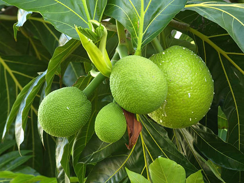 Nutritional Facts And Health Benefits of Breadfruit