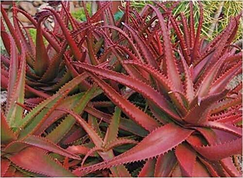 Know about these rare varieties of aloe vera