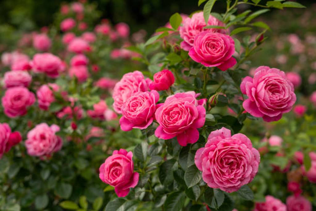 How to get more blooms from roses