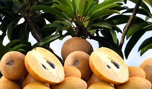 chiku fruit