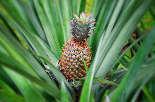 Pineapple is excellent for its health benefits