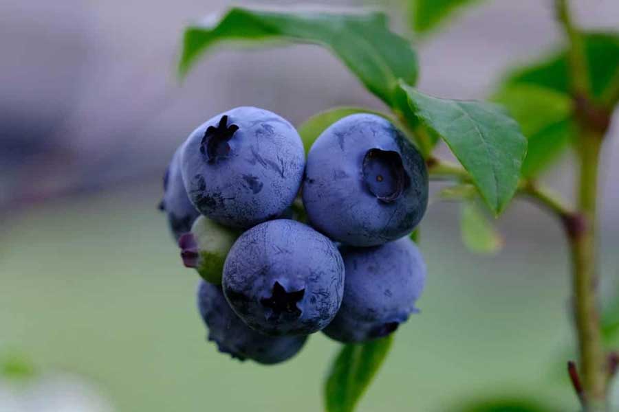 Blueberry