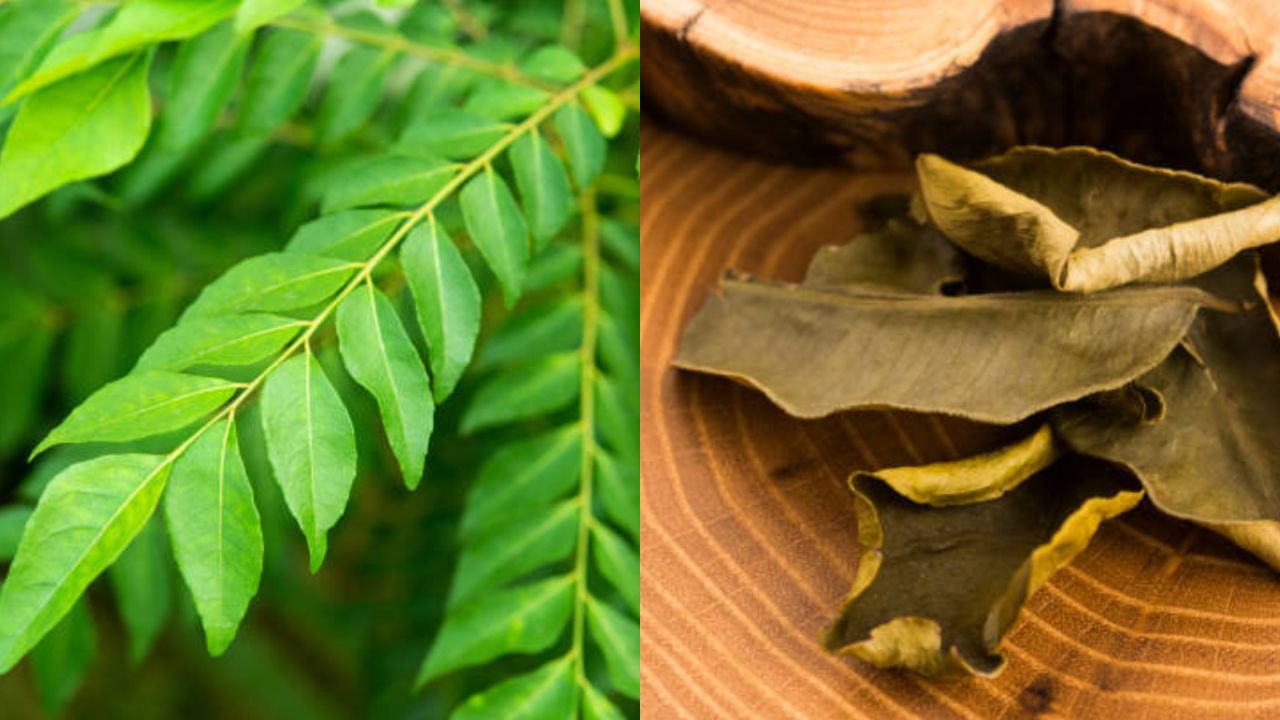 Are curry leaves or bay leaves good for cooking?