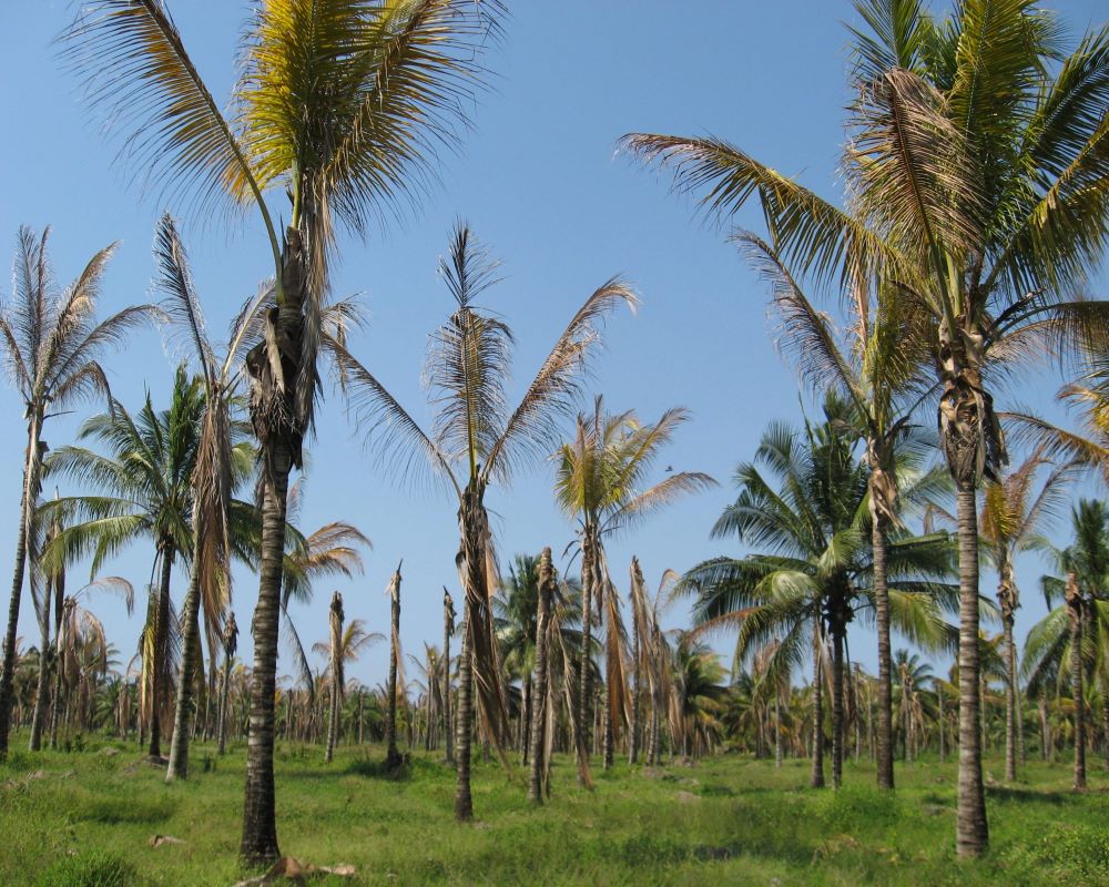 Coconut tree Diseases