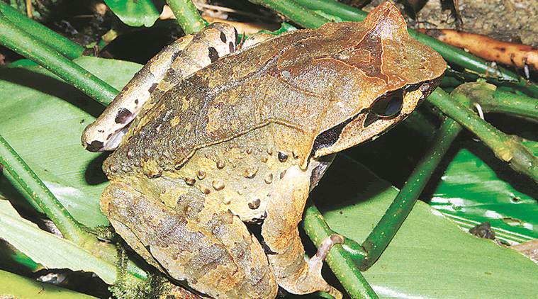horned frog