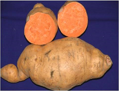 sweet potato (bhu sona)