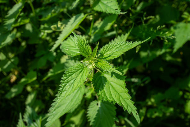 The medicinal health benefits of nettle plant