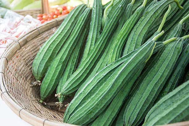 Cultivation method of Ridge Gourd which can provide yield in all seasons
