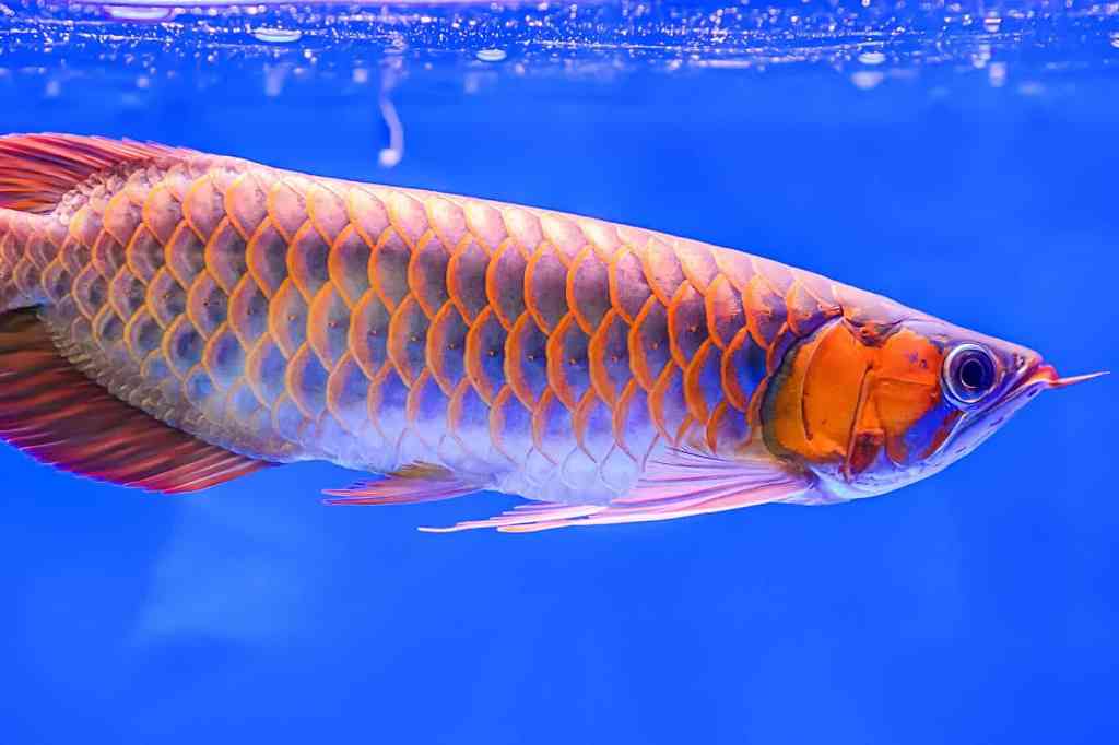 Vastu Tips: Decorative fish for prosperity, peace and luck