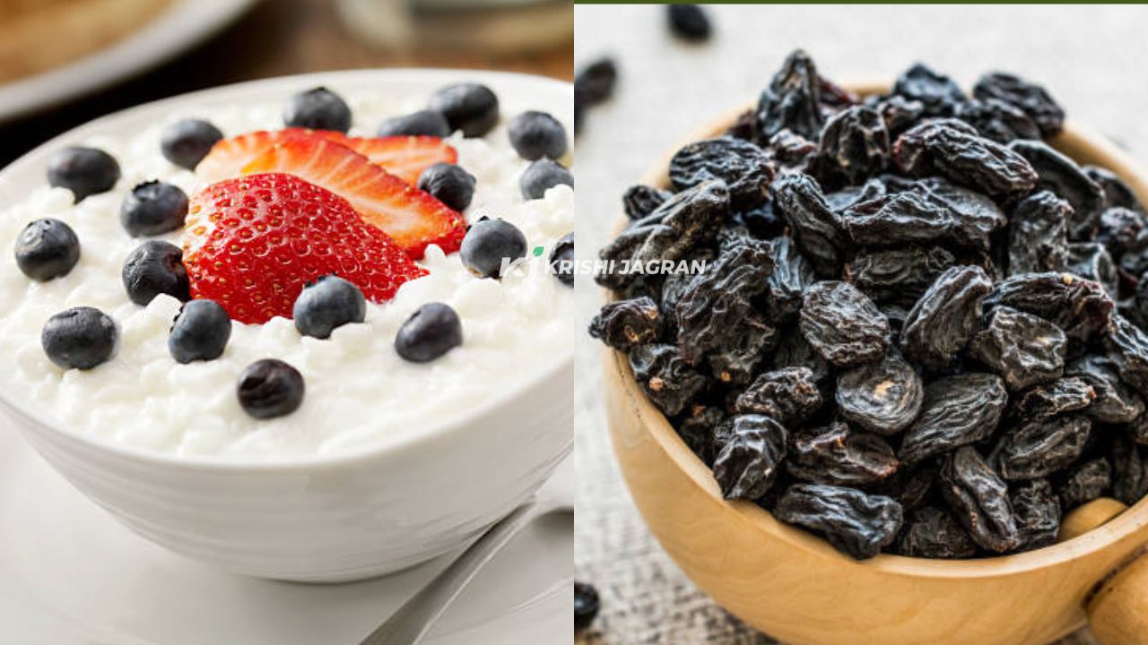 Health Benefits of  yogurt and raisins are enough