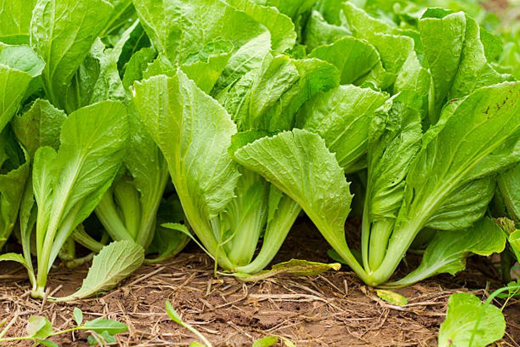 These vegetables must be avoided during monsoons