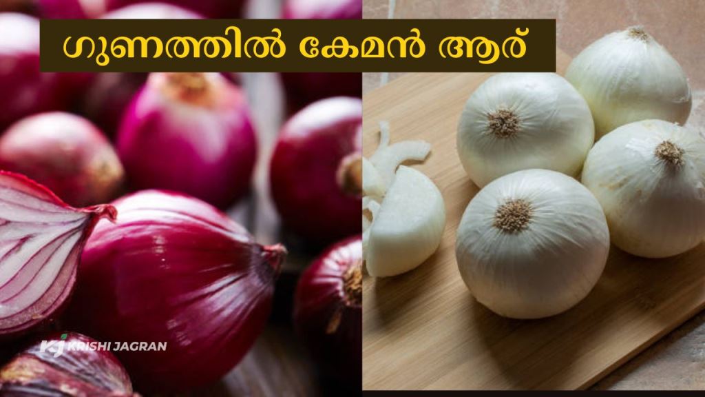 Red Onion or White onion; Which one is good