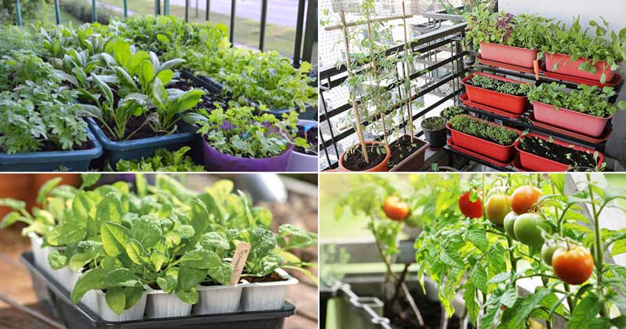 Things to keep in mind while growing vegetables on the balcony