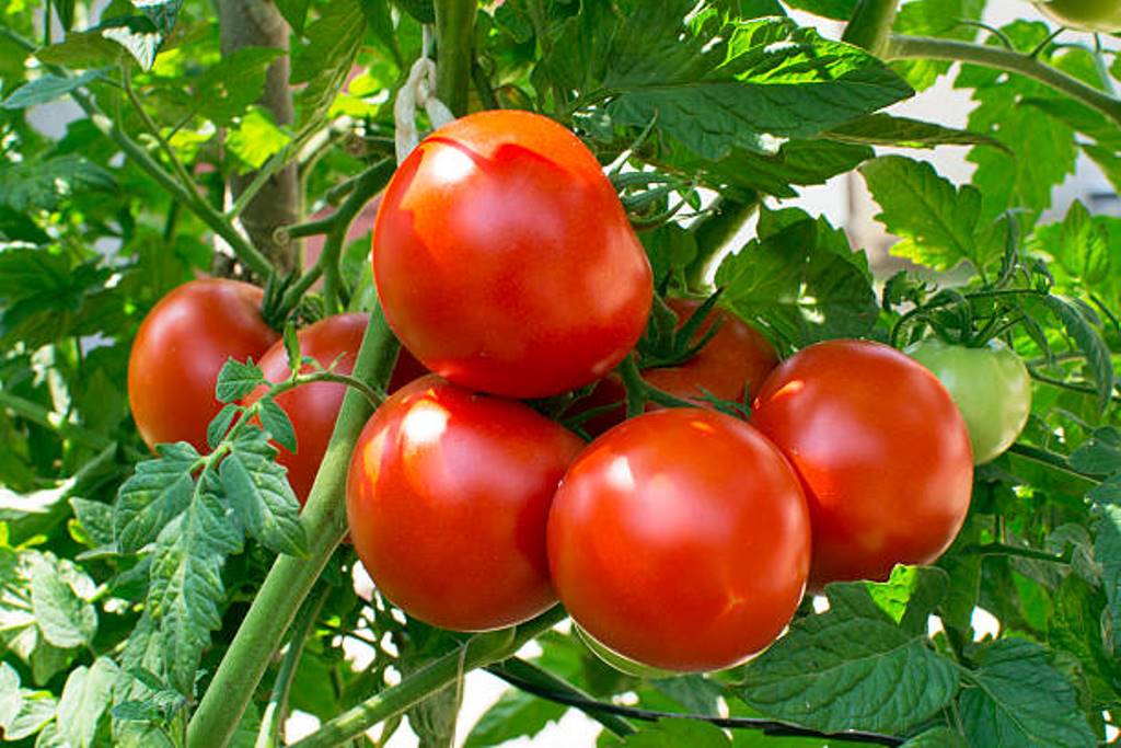 You can drink tomato juice to control diabetes