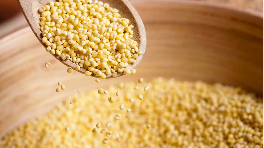NITI Aayog and WFP to Launch Initiative on Mainstreaming Millets in Asia and Africa