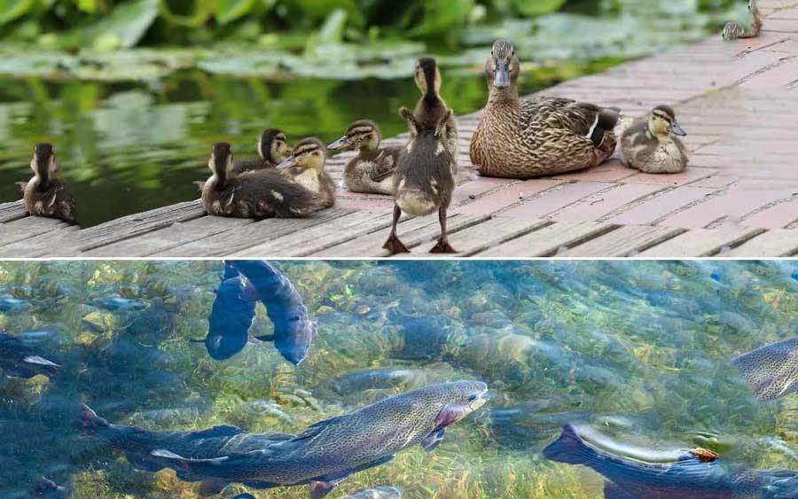 Ducks and fishes can be reared together in an integrated manner and gain profit